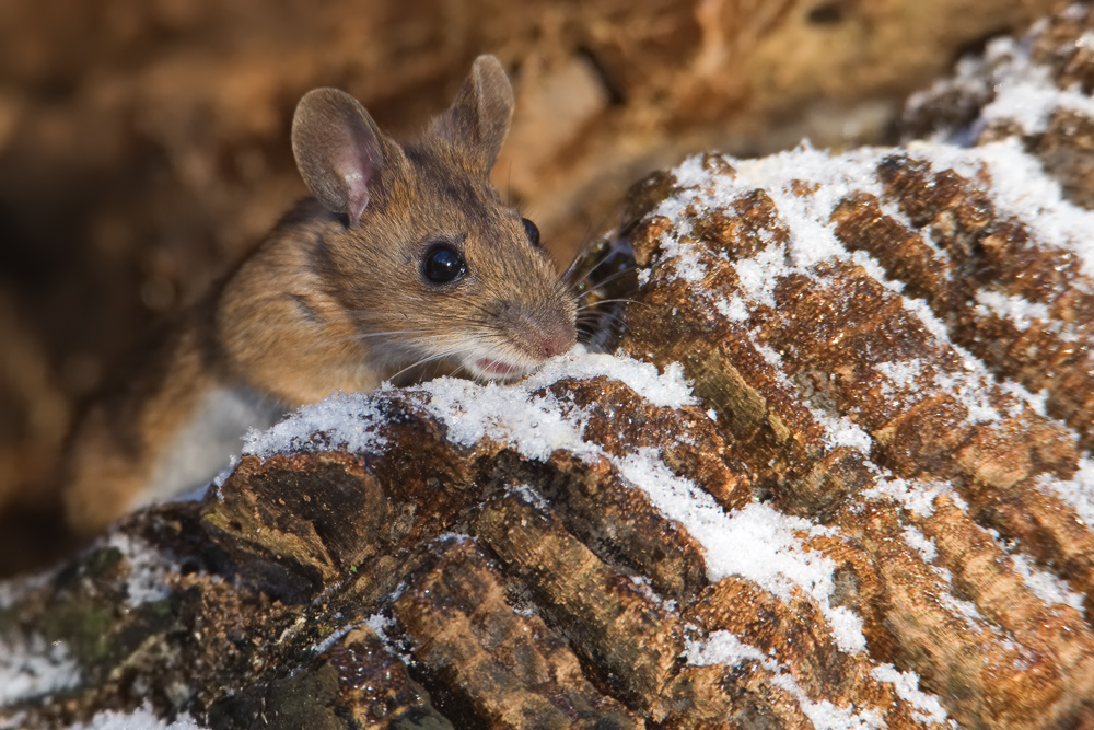 Waldmaus ~      Luft rein?