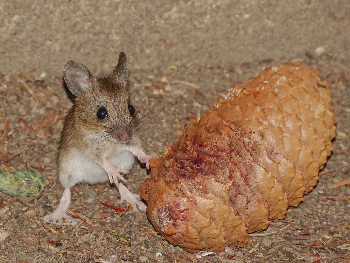 Waldmaus Nesthäkchen