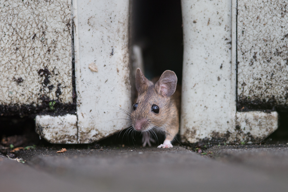 Waldmaus ...traut sich endlich aus ihrem Versteck.