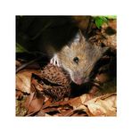 Waldmaus (Wildlife)