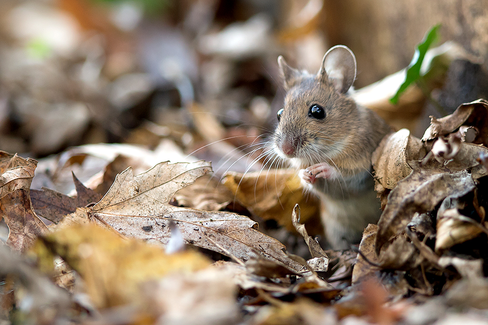 Waldmaus... wirkt schon fast etwas verlegen ;-)