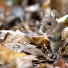 Waldmaus... wirkt schon fast etwas verlegen ;-)