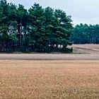 Waldmeer, Sandmeer, sonst garnichts mehr