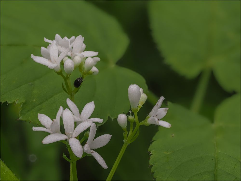 Waldmeister