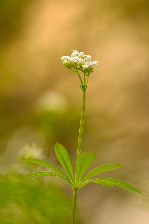 Waldmeister