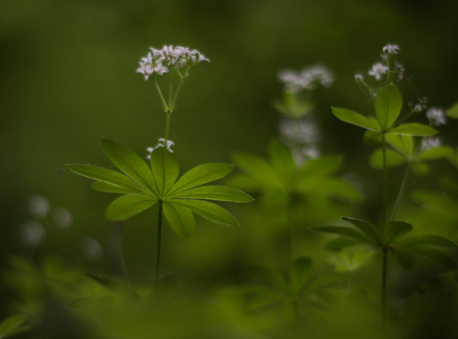 Waldmeister 