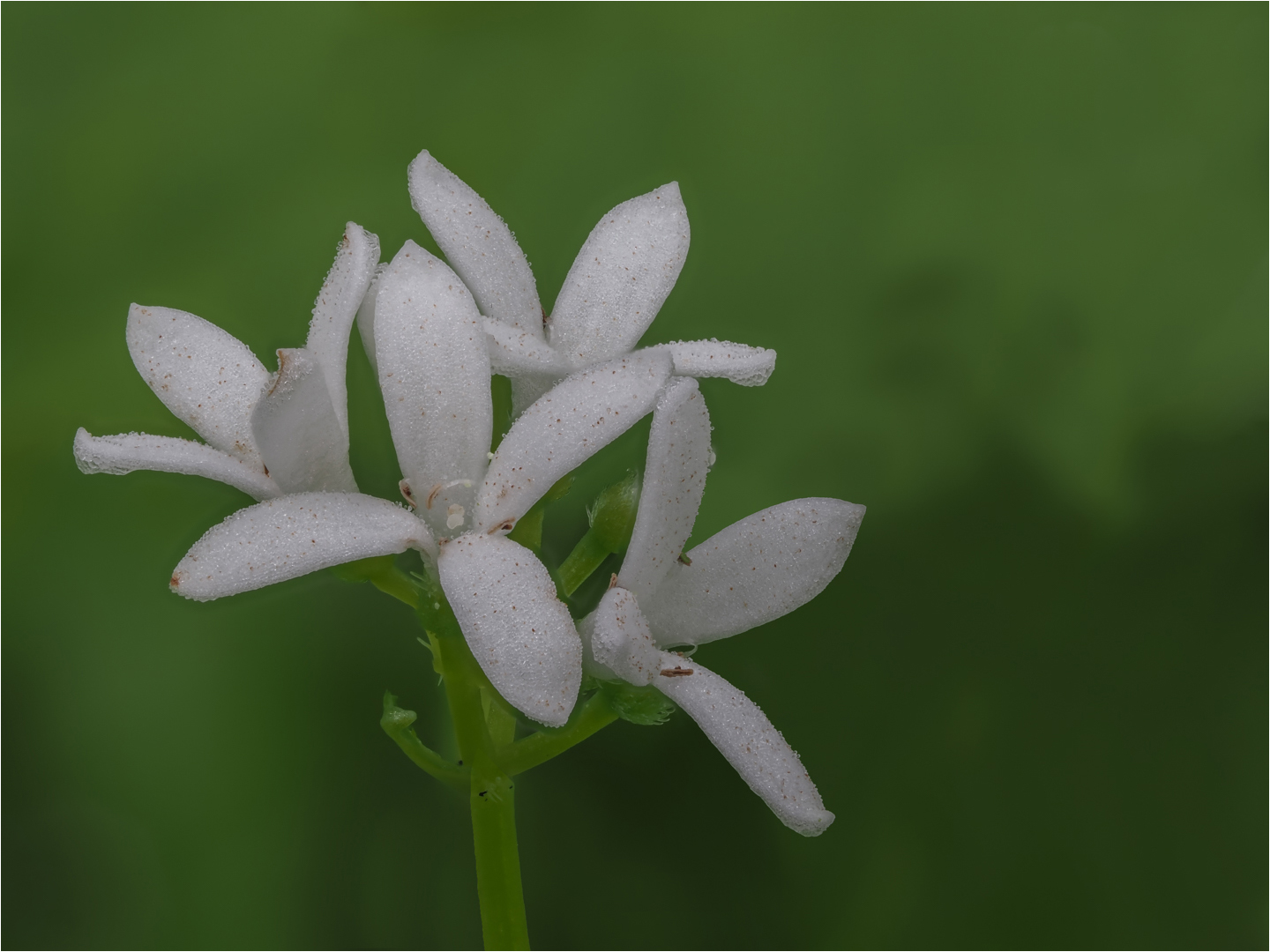 Waldmeister