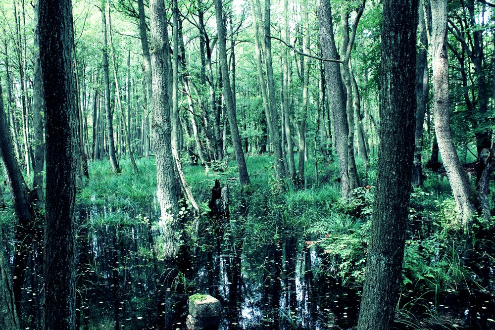 Waldmeister von MainFokus 