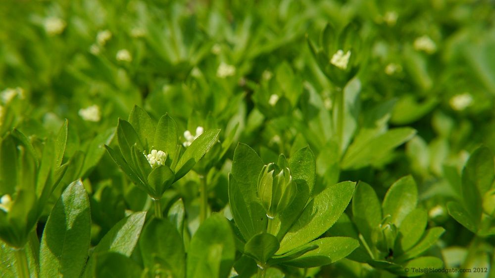 Waldmeister