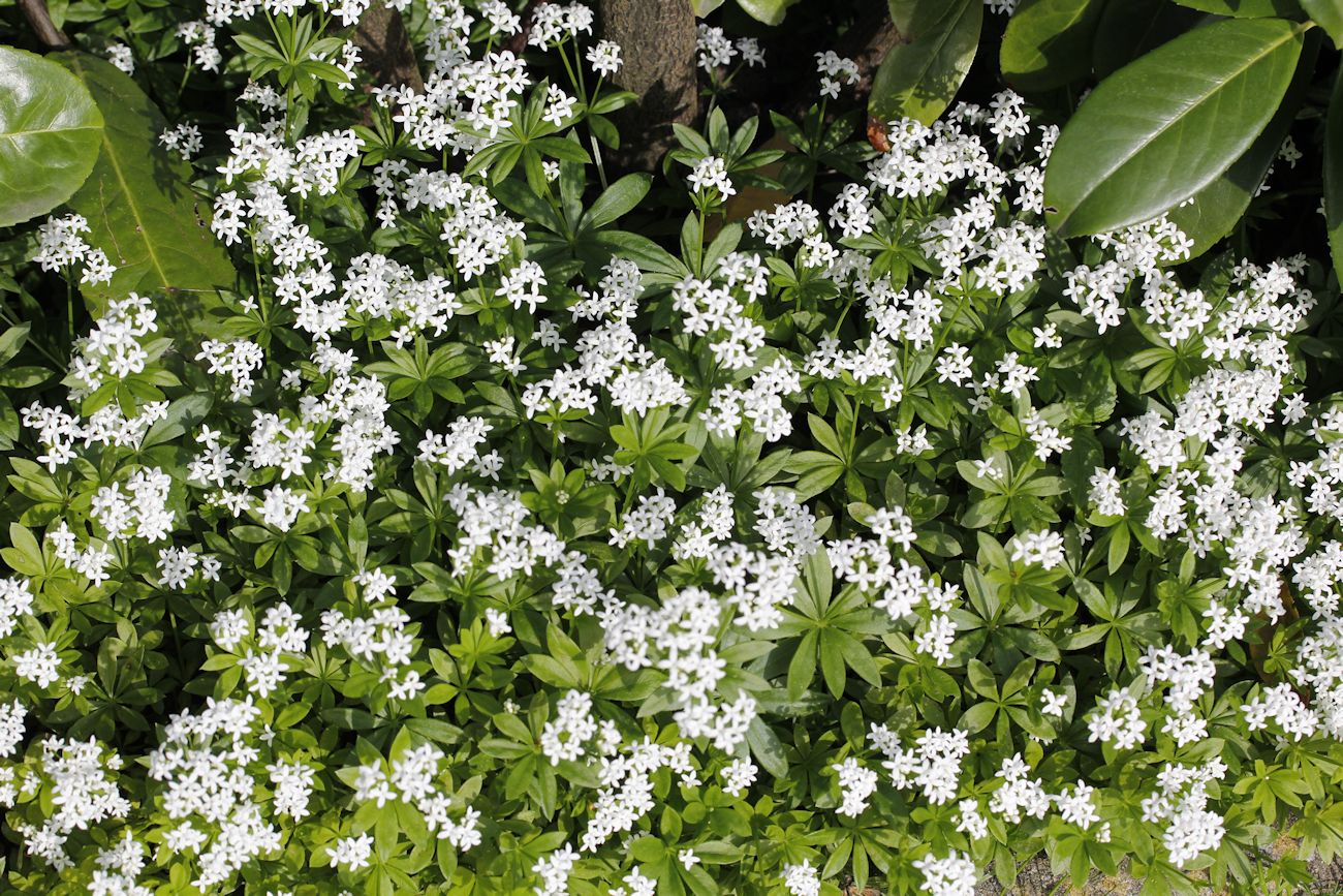 Waldmeister