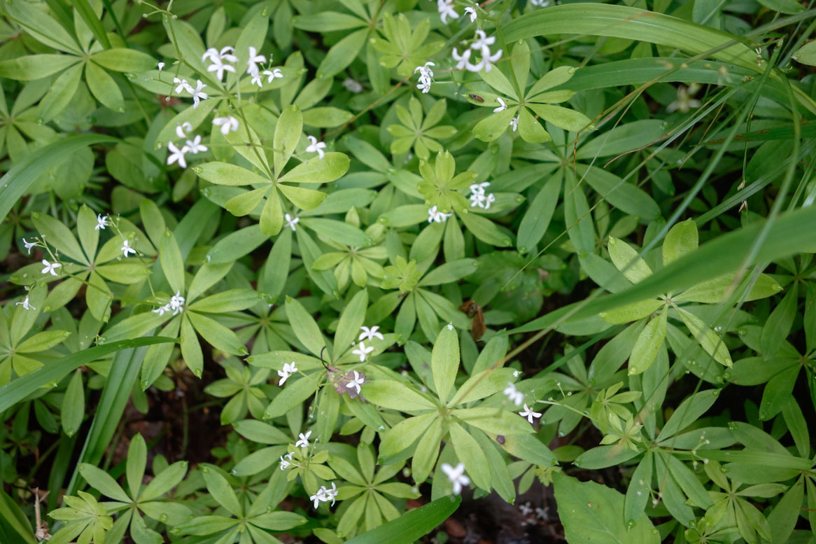 Waldmeister 