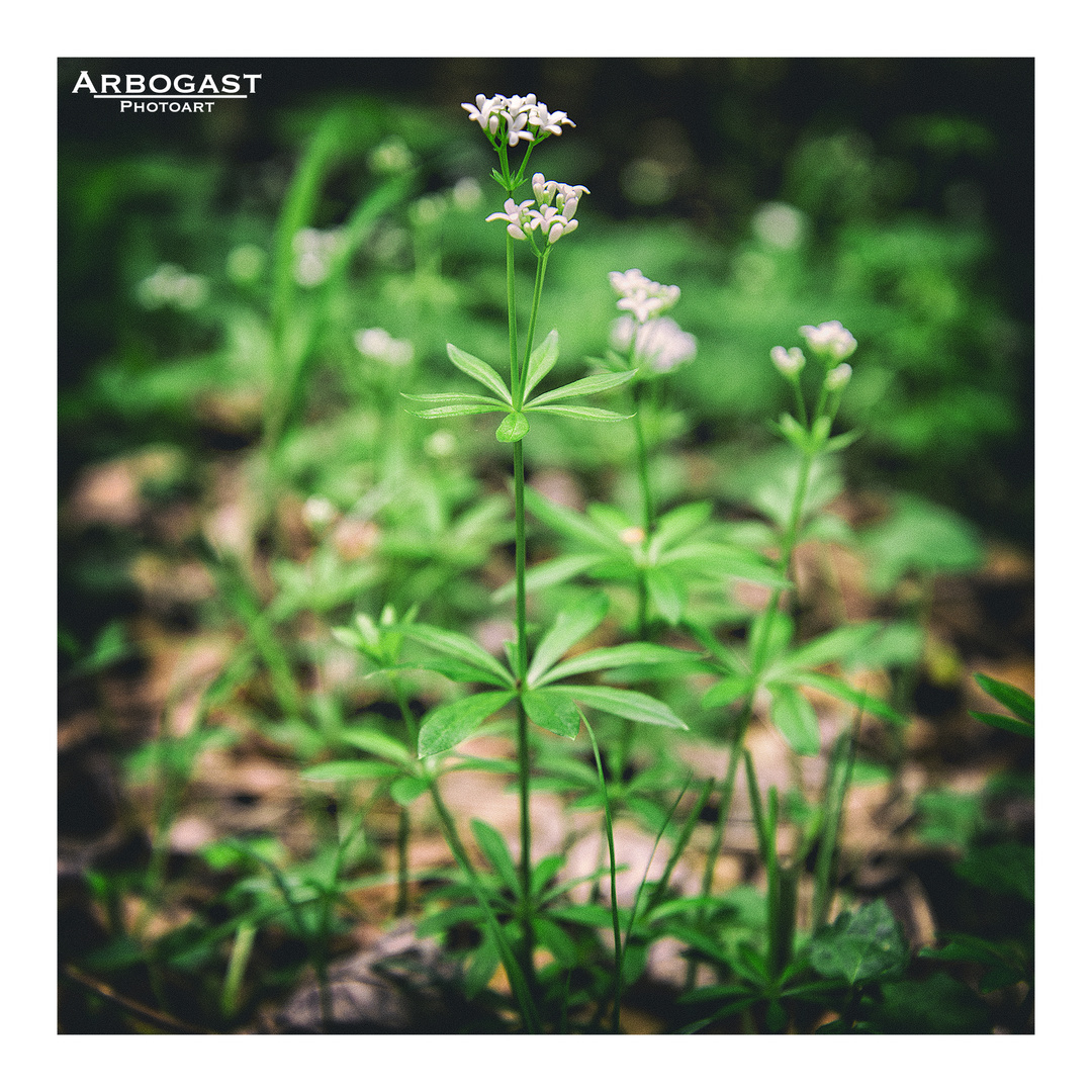 Waldmeister