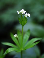 Waldmeister