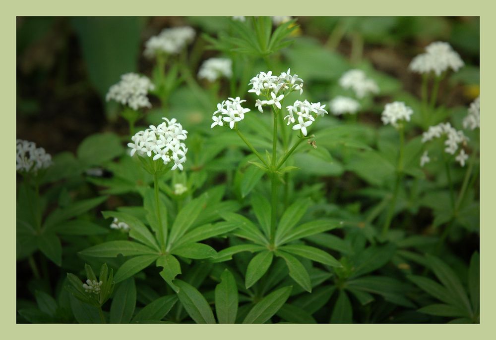 Waldmeister