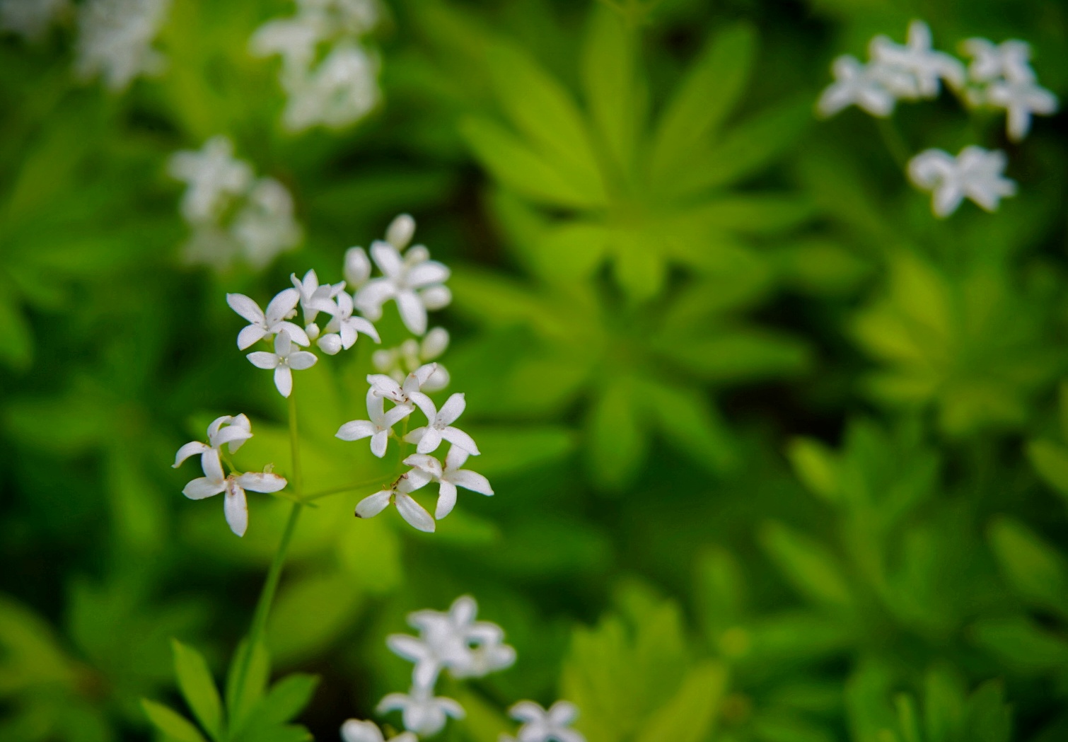 Waldmeister 