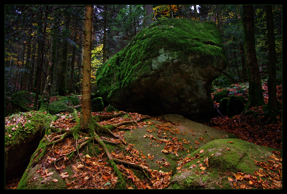 Waldmeister