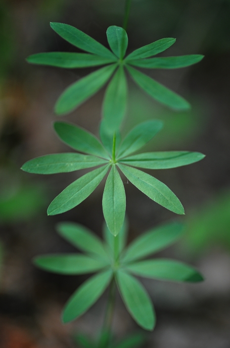 Waldmeister Detail