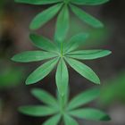 Waldmeister Detail