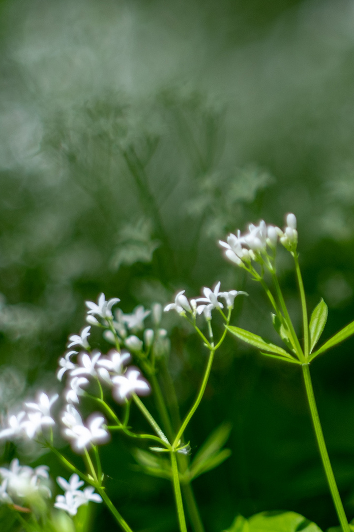 Waldmeister