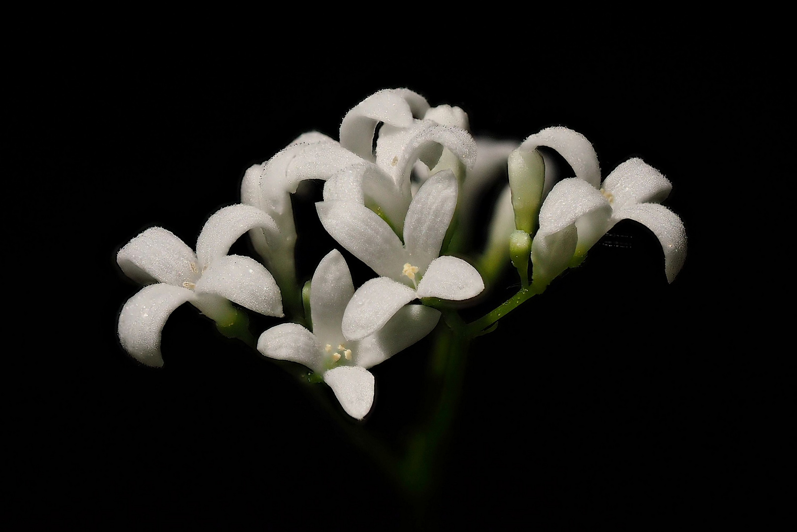 Waldmeister