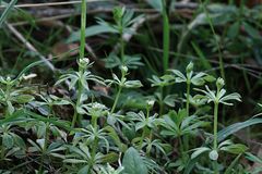 Waldmeister (Galium odoratum)