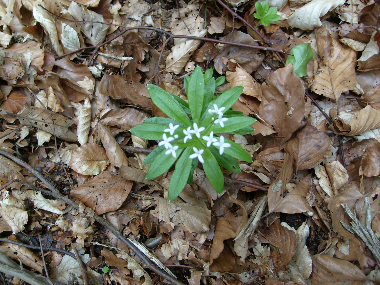 Waldmeister im Buchenlaub