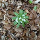 Waldmeister im Buchenlaub