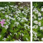 Waldmeister im Garten