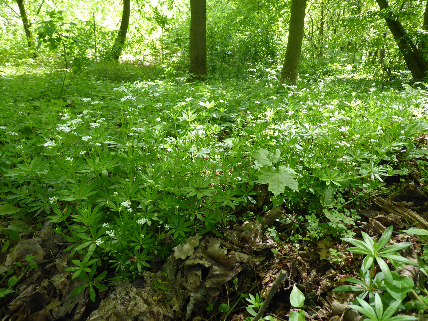 Waldmeister im Wald