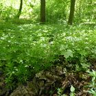 Waldmeister im Wald