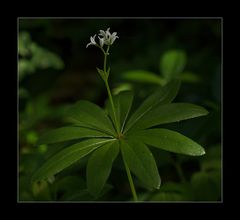 Waldmeisterblüte