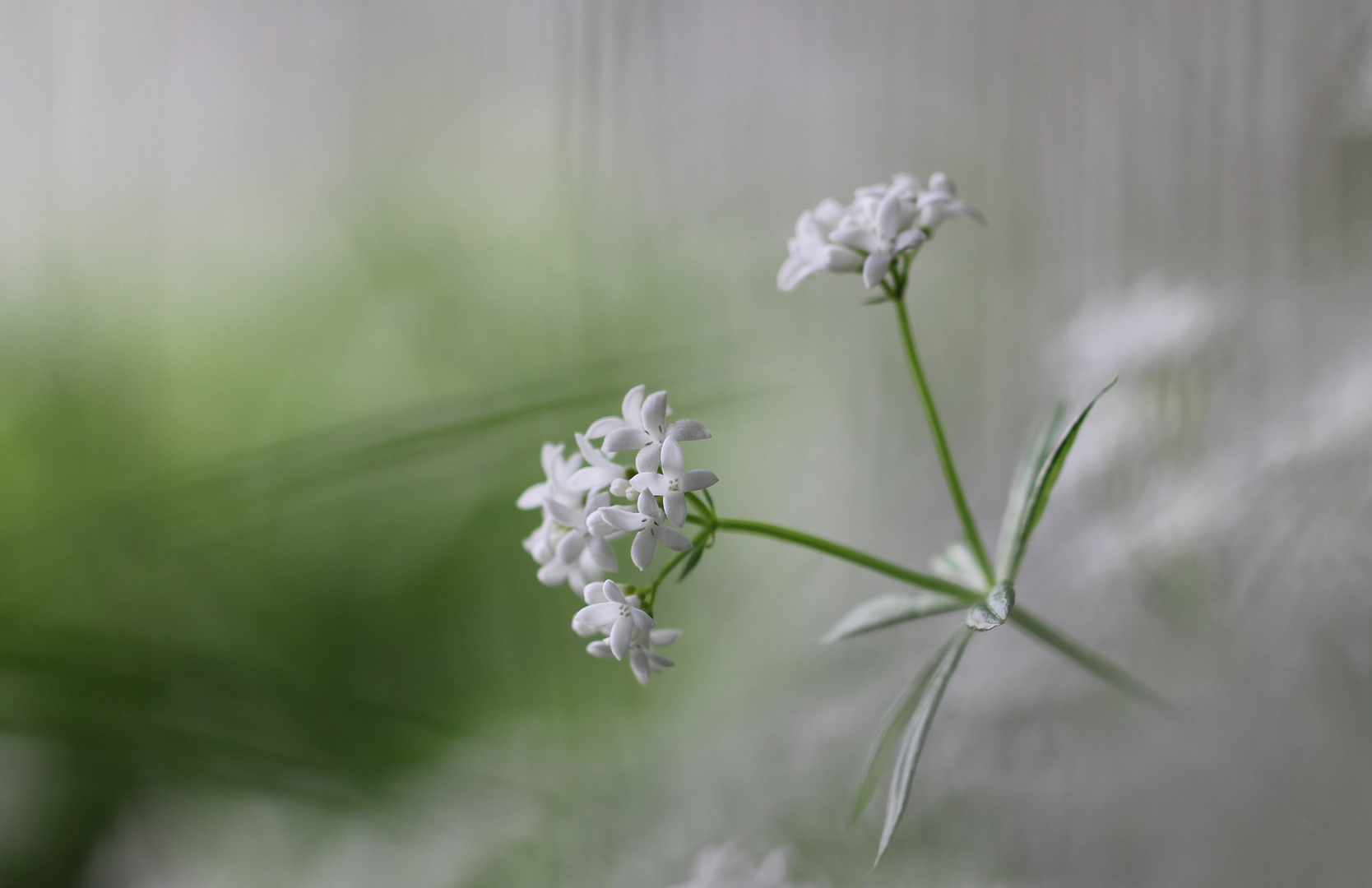 Waldmeisterblüte