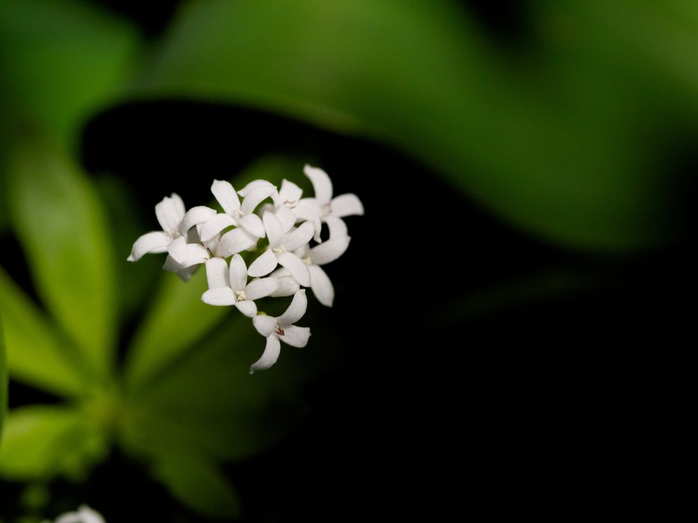 Waldmeisterblüte