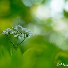 Waldmeisterblüte