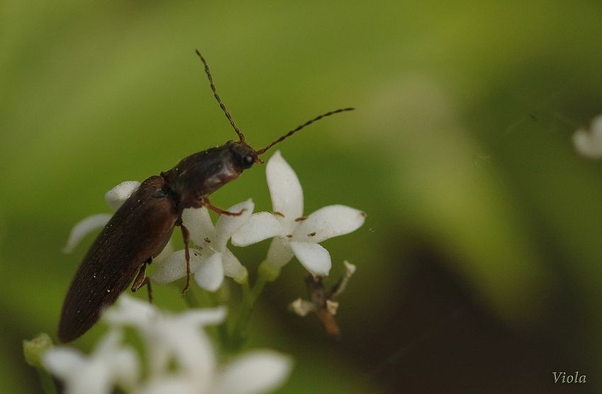 Waldmeisterblüte mit Besucher