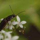 Waldmeisterblüte mit Besucher