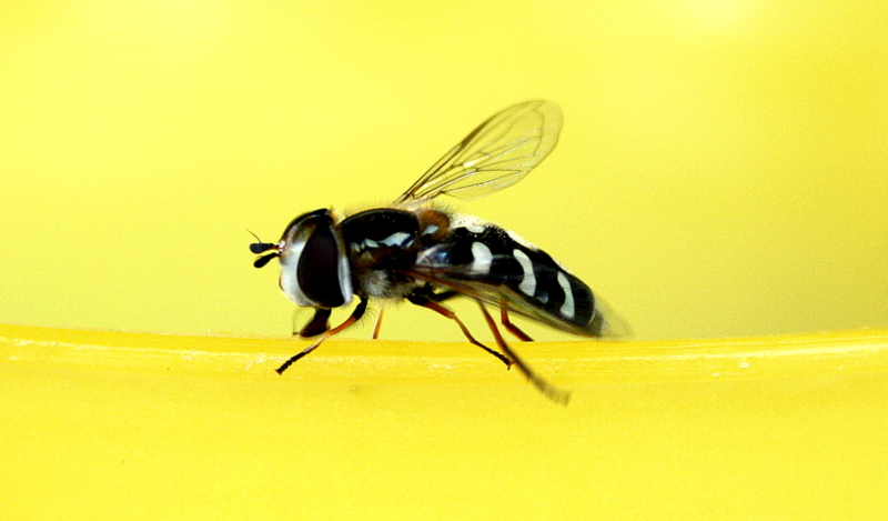 Waldmeisterbowle aus der gelben Kanne