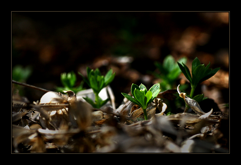 Waldmeisterchen