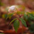 Waldmeisterchen im letzten Licht