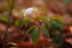 Waldmeisterchen im letzten Licht