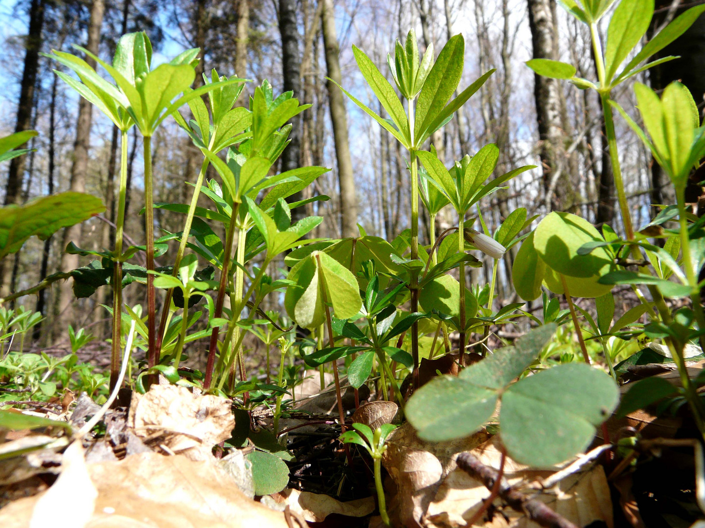 Waldmeisterliche   Kulisse