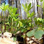 Waldmeisterliche   Kulisse