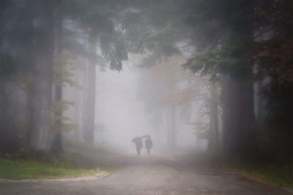 Waldmelancholie von Bild-RocknRoller 