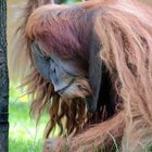 "Waldmensch" im Leipziger Zoo