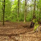 Waldmenschen Hütte 