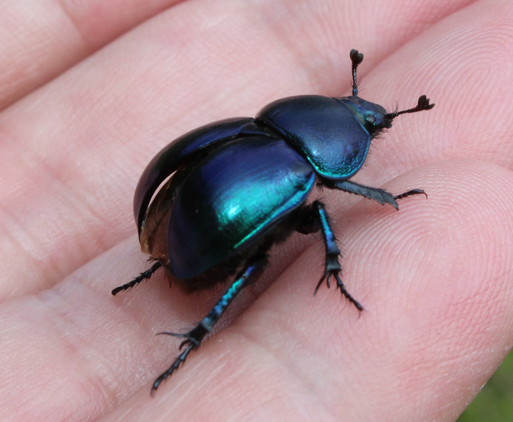 Waldmistkäfer Foto & Bild | insekten, natur, tiere Bilder auf fotocommunity