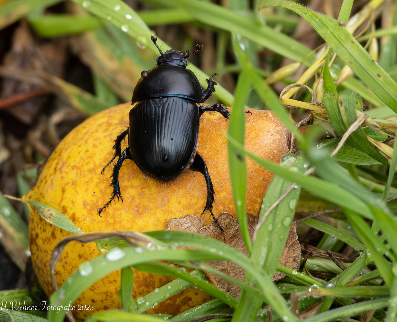 Waldmistkäfer