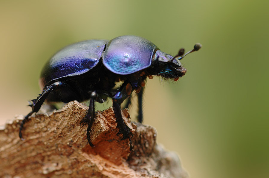 Waldmistkäfer