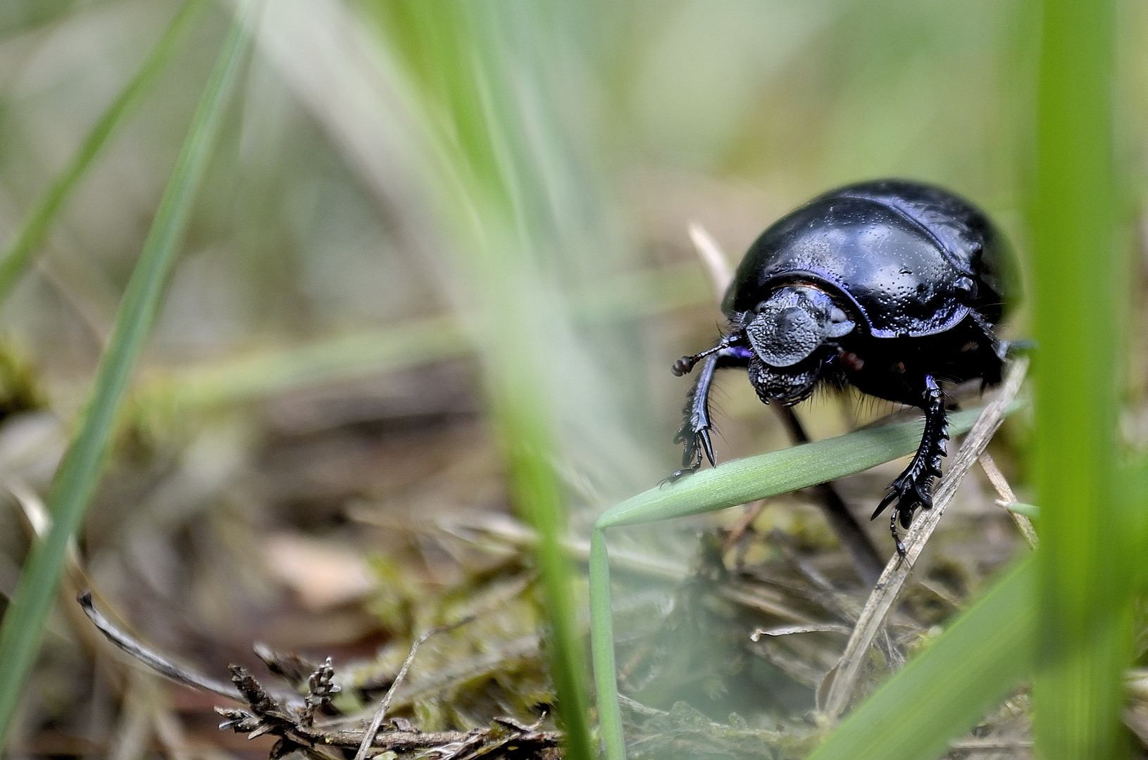 Waldmistkäfer