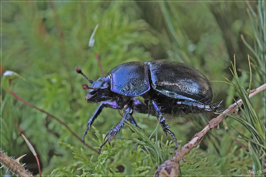 Waldmistkäfer